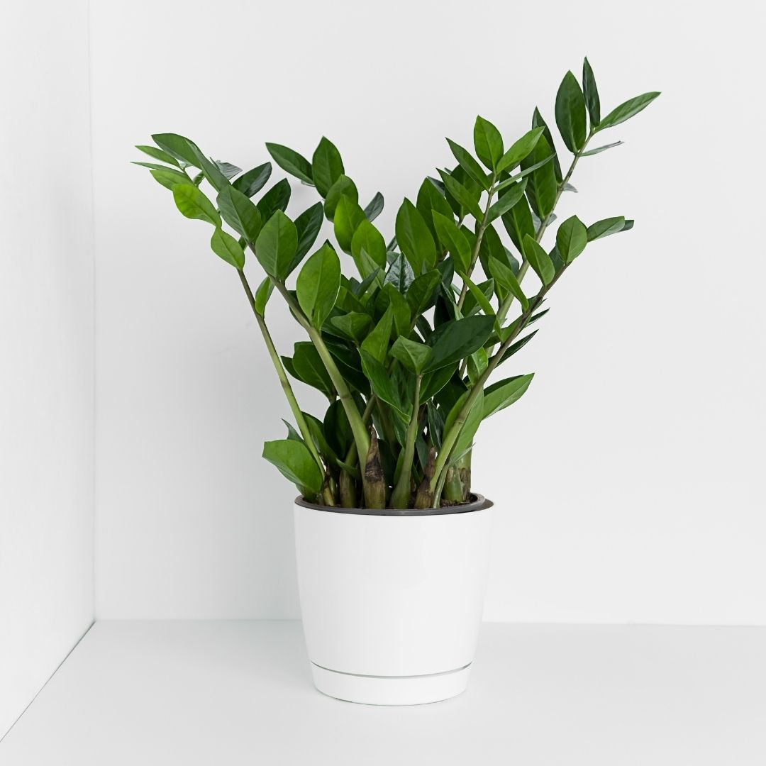 Zamiokulkas w łazience